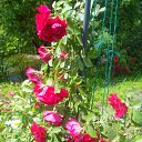  , -, 43  -  23  2015   