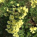 ���� ������, �����-��������� - ��������� 16 ��� 2015 � ������ ����� (���� vs ����)�