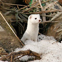 ����, ������ ��������