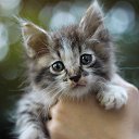 ���� ��� ��������� �������� �������! 
���������� �����, ��
������� 1-1,5 ������, ��������, �� ���� ����������, ����� �������� �������� �������, ����� � �������, ������ ��������������, � ����� ������� � ��������, �������� ��������. � ��� ������ ���������� �� ���������! �������� �������� ����������! 
��� ������ � ����-��������? ������������! ������� ������ ����, ����� ������ ��� (��� ��������� ����������)!!!

�� ��������: 89057864108 ������ https://vk.com/id57081128 
������ ����: https://vk.com/al �� ������� ���������