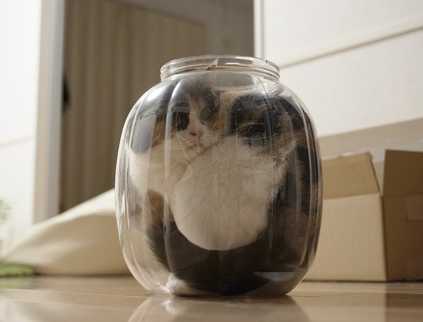 Приключения трехлитрового кота. - 4