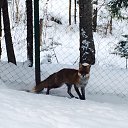 ���� ������, �����-��������� - ��������� 16 ��� 2015 � ������ ����� (���� vs ����)�