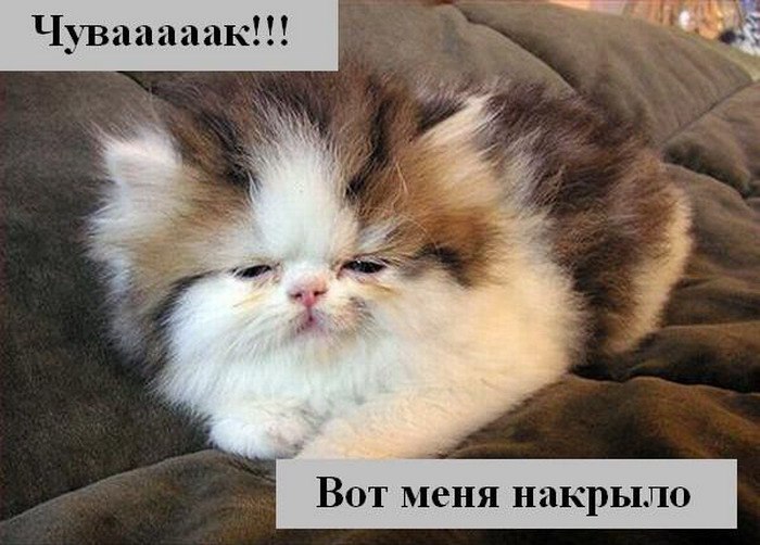 Разговор двух приятелей: - Прикинь, у меня дома мышь над кошкой издевается! - Как это? - Да сыр в ...
