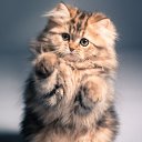 ���� Vanil`naya, ������, 32 ���� - ��������� 4 ������� 2015