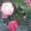  , , 49  -  20  2015    -2015