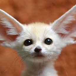 �������, ������, 54 ����