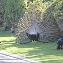 ���� �����, ������, 51 ��� - ��������� 18 ������� 2015 � ������ ������ 2014�