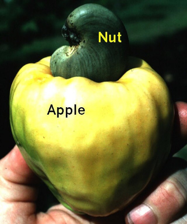 1.     . 2.    ,    ,    ...