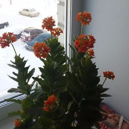 ���� ��������, ������, 54 ���� - ��������� 17 ���� 2015