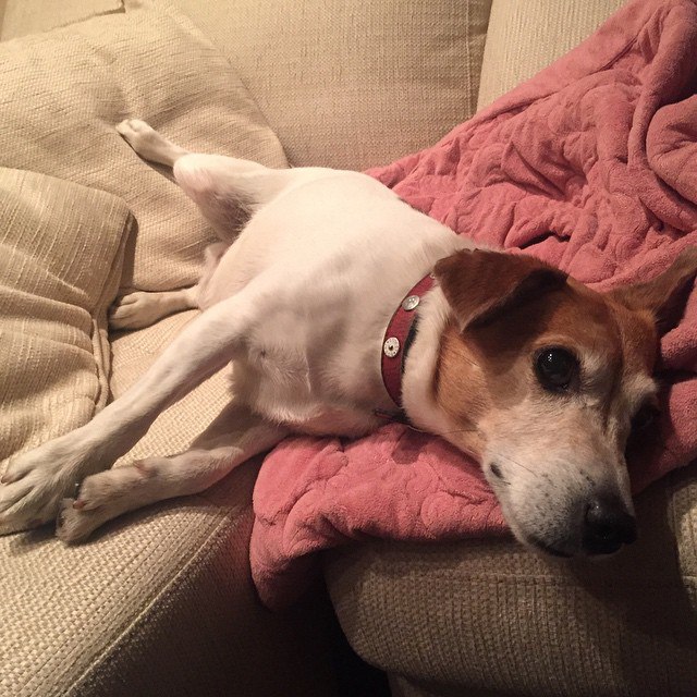 # # # # #bobza #jackrussell ...