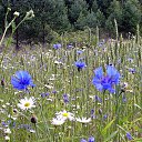 ���� *Jenny*, ������, 45 ��� - ��������� 4 ��� 2015 � ������ �����