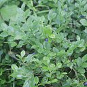 ���� ������, �������, 41 ��� - ��������� 12 ���� 2015 � ������ ����� �����