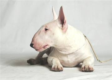 Английский бультерьер. - 19 мая 2015 в 00:18