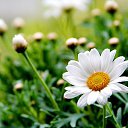 ������� �� ������� ������� -�������������