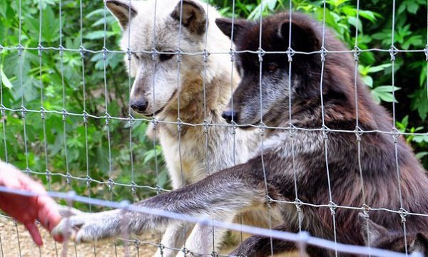  The Wolf Sanctuary of Pennsylvania      . ... - 2