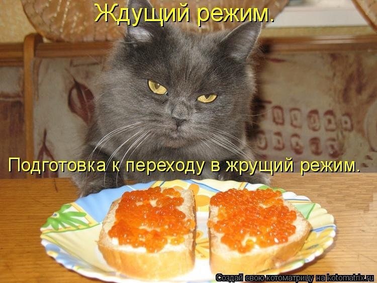Поела и хочу есть. Кот прикол. Кот и бутерброды с икрой. Кот бутерброд. Смешные коты с надписями.