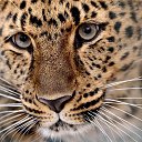  Elena....,  -  26  2015    