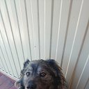 ���� �����, ������, 55 ��� - ��������� 17 ��� 2015 � ������ ���� ����������