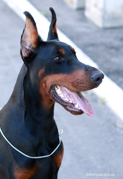 ����� ������� - 8 �������� 2015 � 18:05 - 5