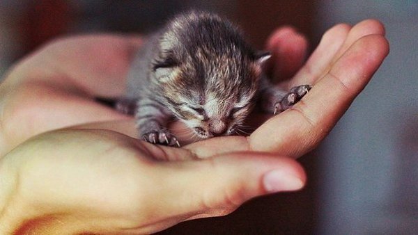 Не верь тому, кто говорит красиво, в его словах всегда игра. Поверь тому, кто молчаливо, творит ...