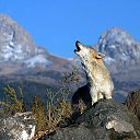  Faxraddin, , 58  -  8  2015    