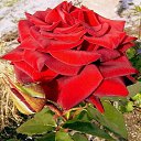 ���� **Markiza*c*250*, ����� - ��������� 17 ���� 2015 � ������ �**************�