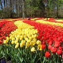 Keukenhof �� ������� ��������� ������