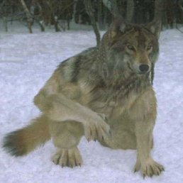 ��������, ������, 57 ���