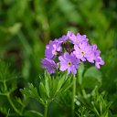 ���� ������, ���������, 60 ��� - ��������� 22 ���� 2015