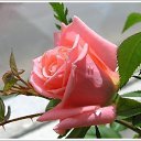 ���� **Markiza*c*250*, ����� - ��������� 17 ���� 2015 � ������ �**************�