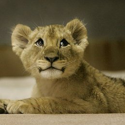 ������, ����, 26 ���