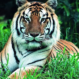 ���� ���������, �����-��������� - ��������� 13 ���� 2015