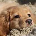 ���� ����, ����� - ��������� 18 �������� 2015 � ������ �PetLove�