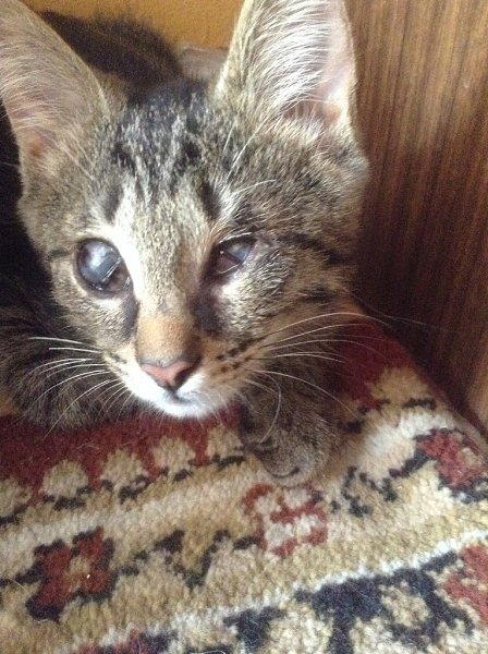 Blind Kitty Finds Love When She Needs It The Most - Obsev