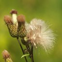 ���� �ocpucm, ������, 48 ��� - ��������� 14 ������� 2015 � ������ ������������, 02.08.2015�