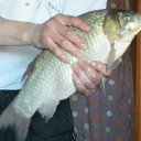 ���� C�����, ����������, 69 ��� - ��������� 10 ��� 2015 � ������ ������ ��������