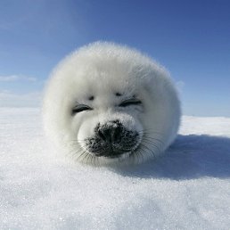 �����, ������, 35 ���