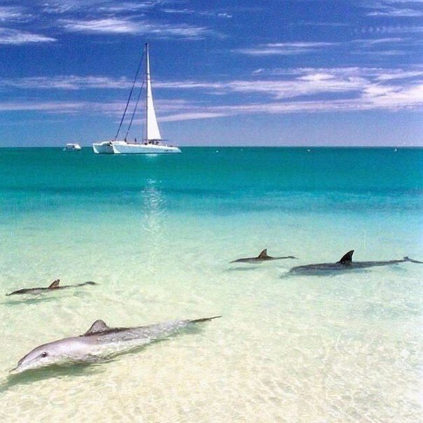   .''Shark Bay''    - 5