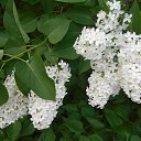 ���� �����, �����, 83 ���� - ��������� 19 ���� 2015 � ������ ������ ��������