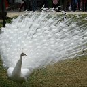 ���� �������, ������������, 53 ���� - ��������� 9 ������� 2015