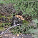  , , 58  -  23  2015   Lapperanta  20015