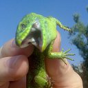 ���� Dr.ed, ���������, 45 ��� - ��������� 12 �������� 2015 � ������ ���� ����������