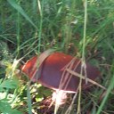 ���� �������, ����� - ��������� 12 ���� 2015 � ������ ���� ����������