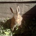 ���� ���������, ����������� - ��������� 21 ��� 2015 � ������ ���� ����������