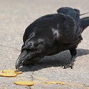 ���� �������, ������, 35 ��� - ��������� 28 ��� 2015 � ������ ���� ����������