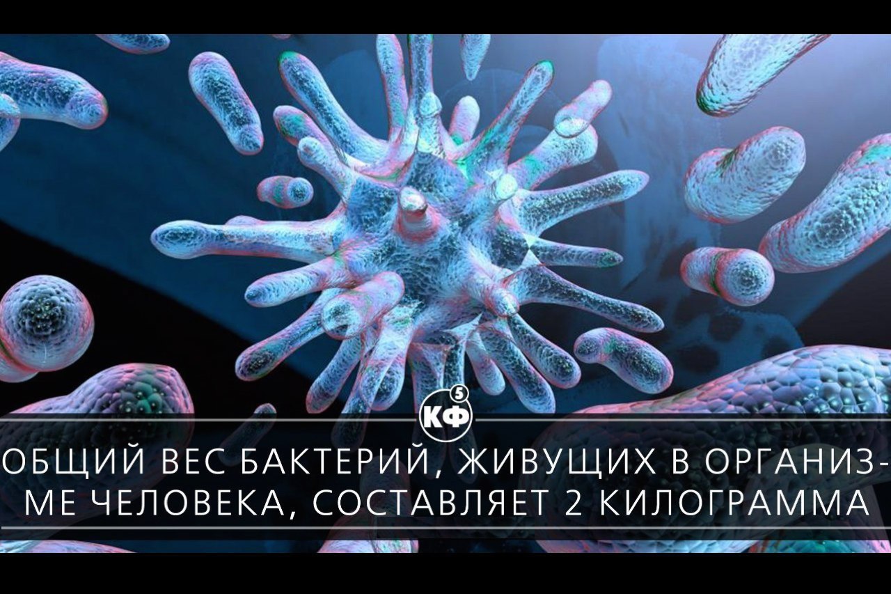 Интересные факты о бактериях 5 класс. Бактерии. Интересные бактерии. Микробы биология. Интересные факты о бактериях.