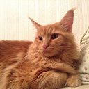 ���� ��������, ��������, 58 ��� - ��������� 15 ������� 2015 � ������ ������ ��������