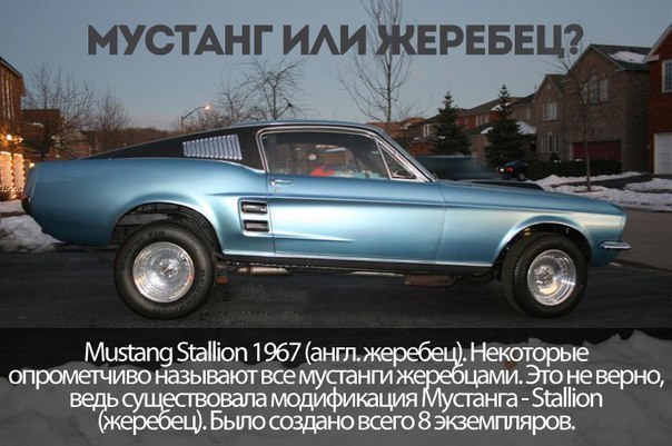 8    Muscle Cars - 7