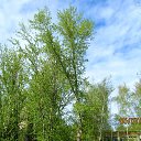 ���� ��������, ������� ��������, 24 ���� - ��������� 12 ��� 2015 � ������ ������ ��������