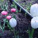  , , 61  -  31  2015   ۻ